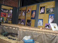 The CFA Intertional Cat Show